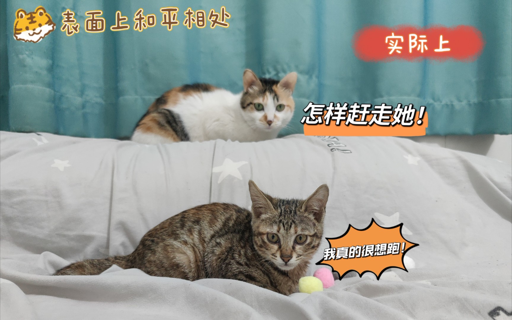 【捡了只猫⑤】给小猫咪取个什么名字好呢哔哩哔哩bilibili