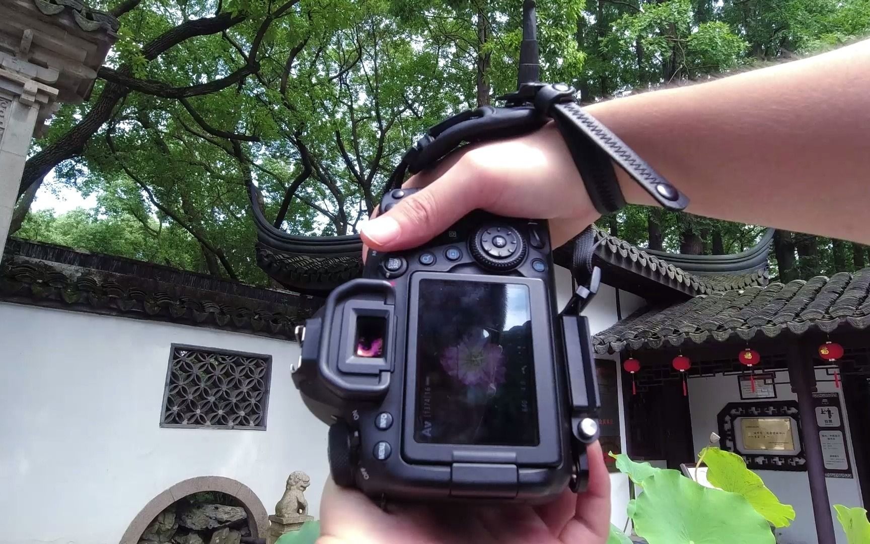 【上海-醉白池】第一人称视角拍摄 夏日静谧的午后,与园林荷花来一场