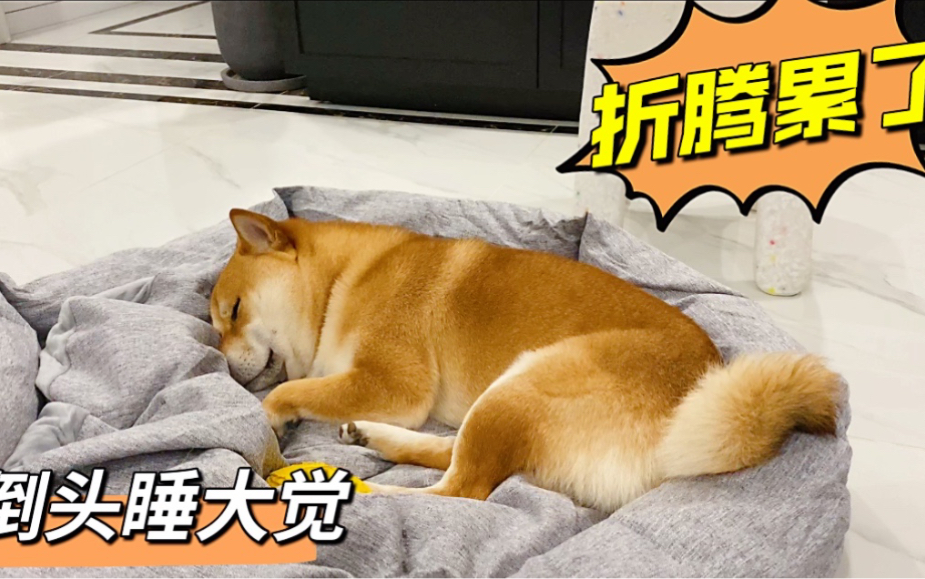 活动作品柴犬跟小孩子一样折腾累了倒头就睡大觉