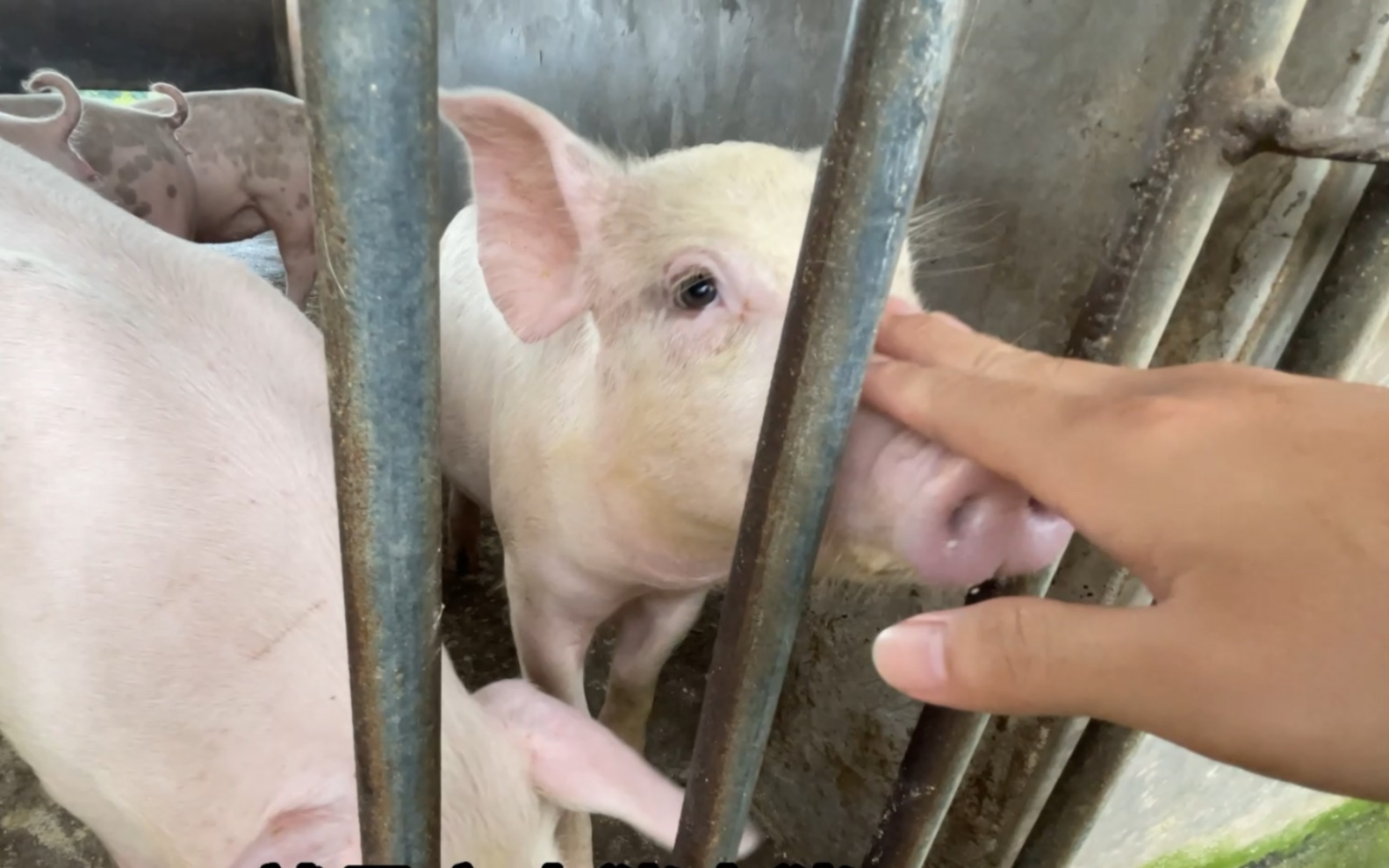 我愿称它为水猪,水猪本猪