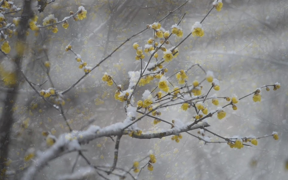 [图]上元节踏雪寻梅