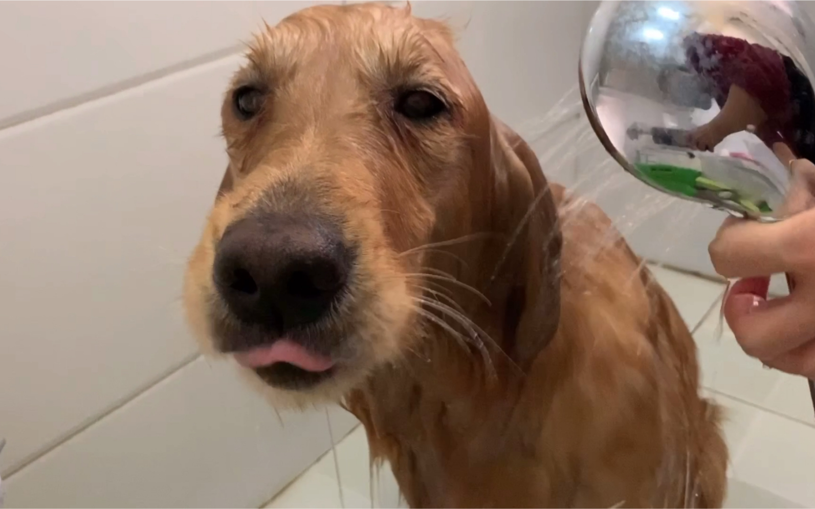 一只害怕洗澡的狗子