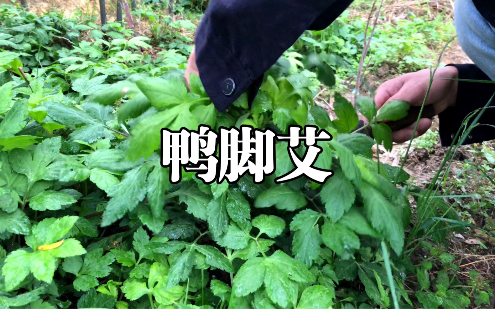 个人比较喜欢的一种野菜,本地人称:弹草、丹草!味道好极了!哔哩哔哩bilibili