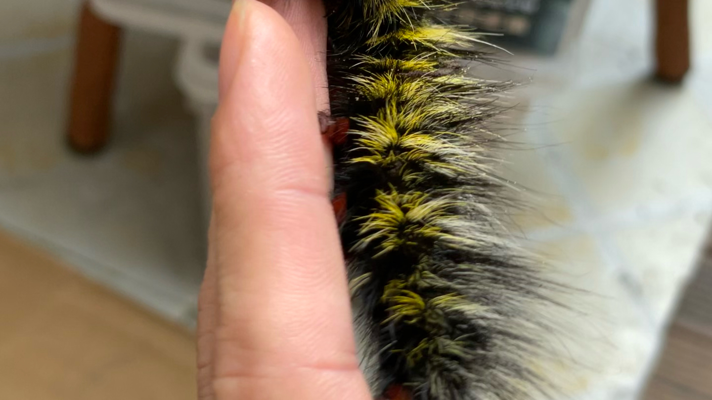 分享一个带蛾幼虫上手视频恐怖怕虫慎入