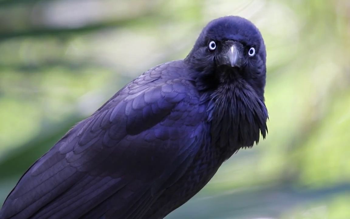 【搬运】还是那只洗脑澳大利亚渡鸦的叫声(2017.07.03)