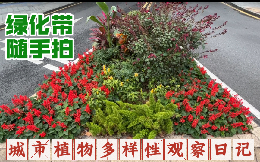 眼花缭乱 一线城市的普通绿化带能有多少种植物2堪称小型植物园都不夸张 城市绿化带随手拍 城市里的小森林 草木集 城市植物多样性观察日记 花境园艺置景...