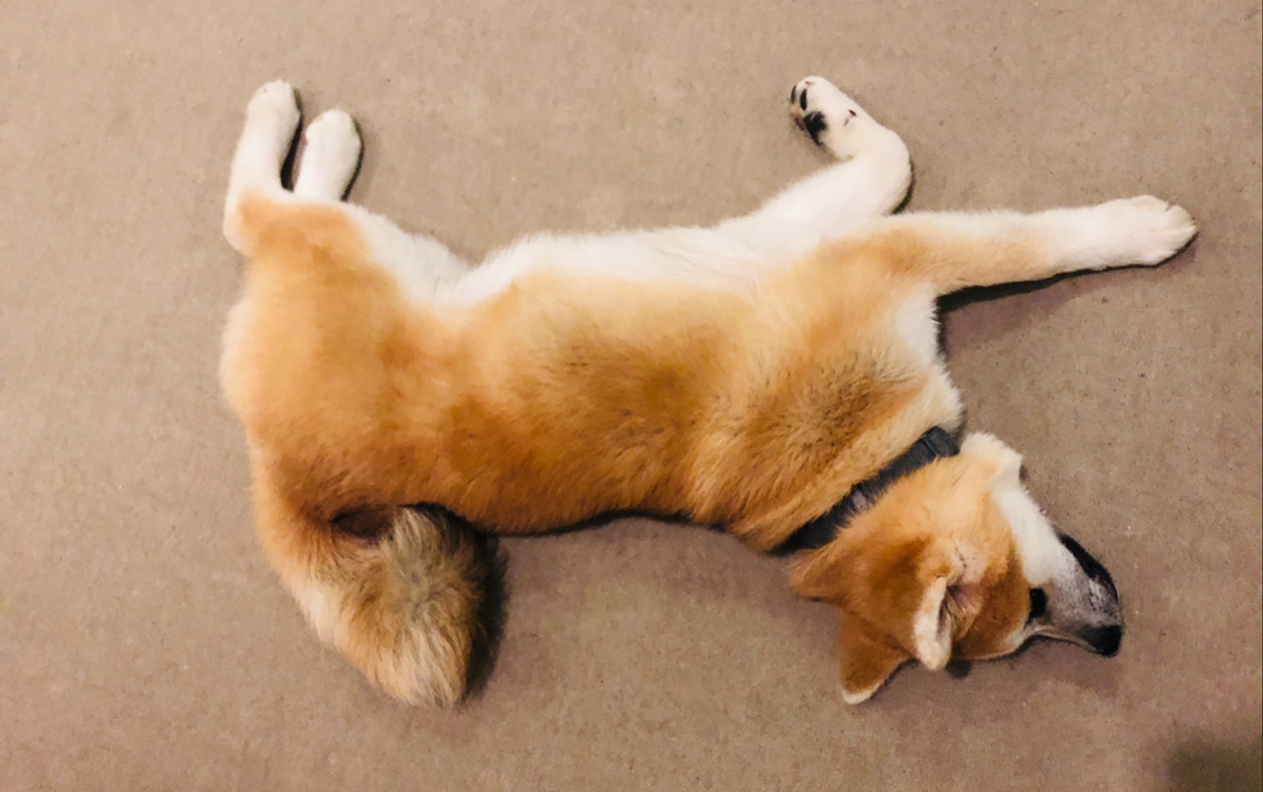 秋田犬狗子の自拍