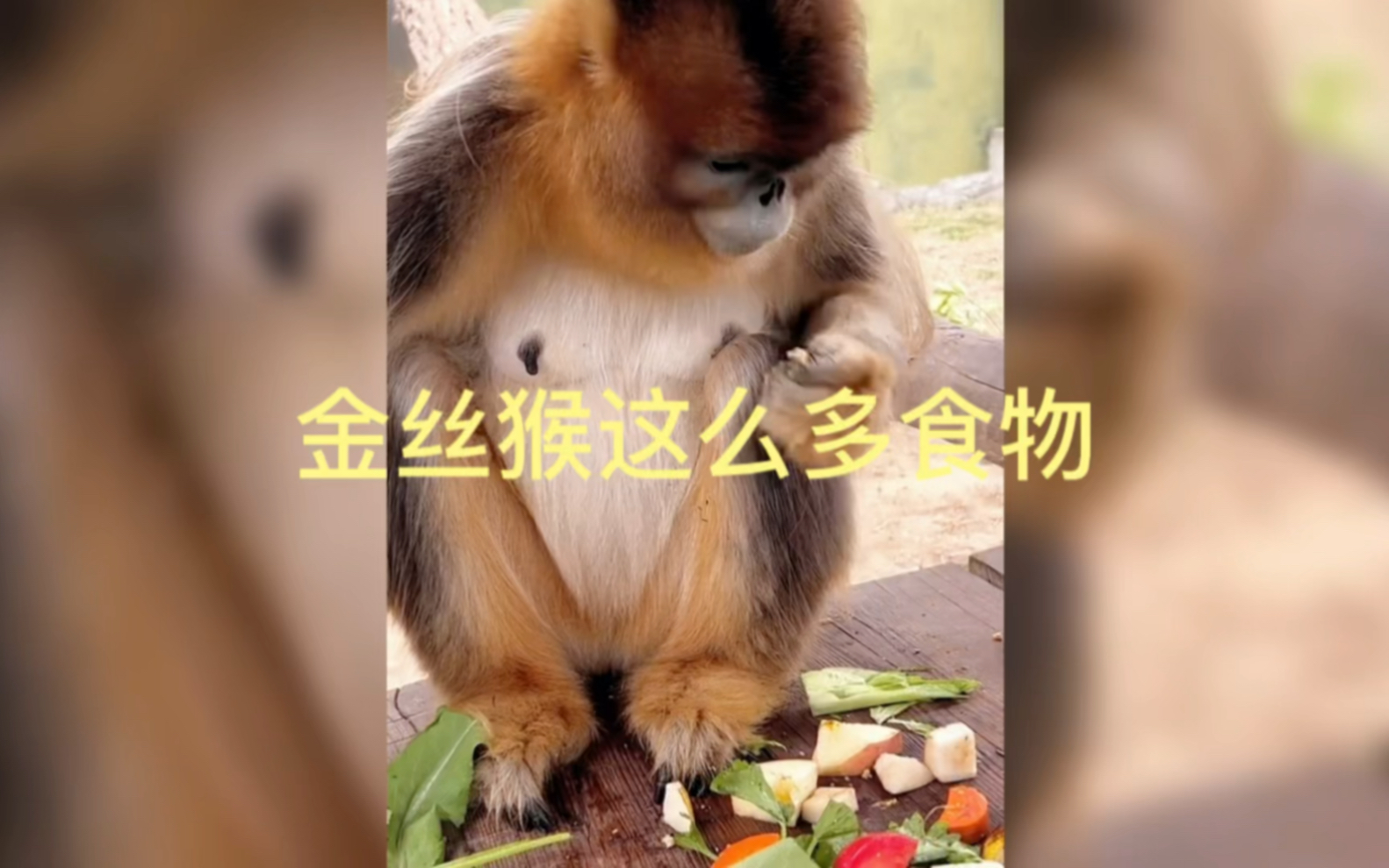 金丝猴这么多食物哔哩哔哩bilibili