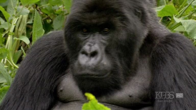 [图]山地大猩猩王 The Gorilla King (2008)纪录片