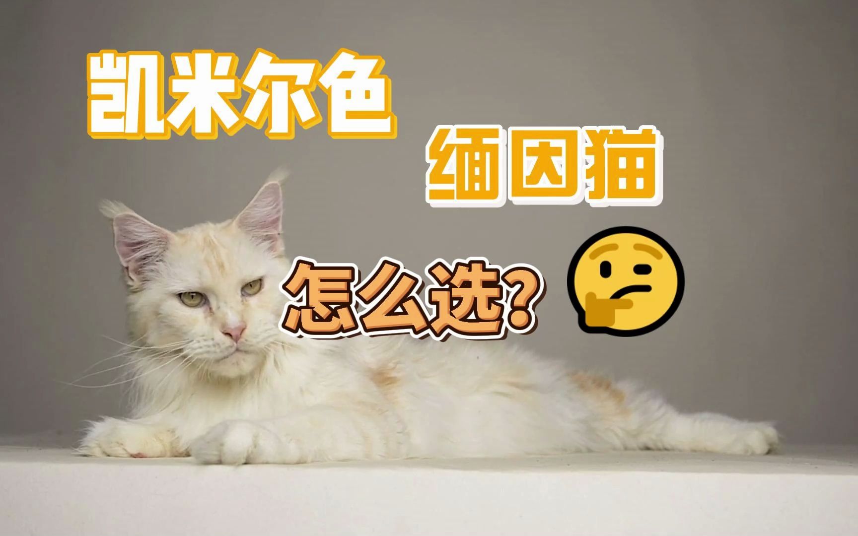 凯米尔色缅因猫怎么选哔哩哔哩bilibili