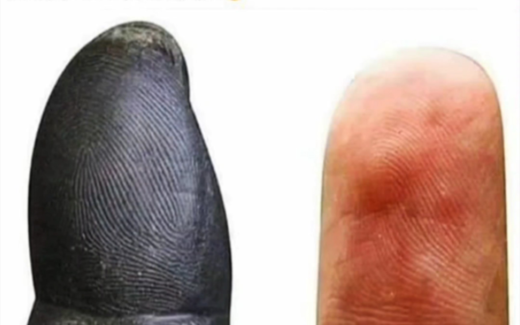 黑猩猩指纹vs人类指纹