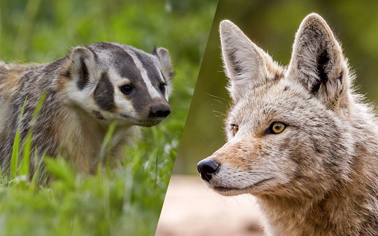 不寻常的合作关系郊狼与獾合作狩猎