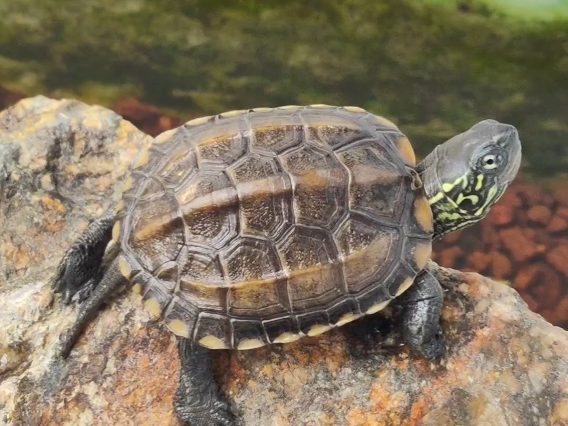 养龟日常,吃饱后晒背