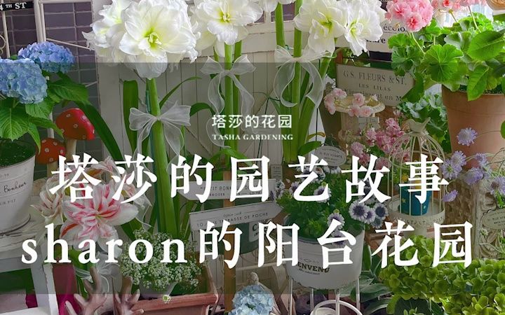 塔莎的园艺故事——Sharon的阳台花园哔哩哔哩bilibili