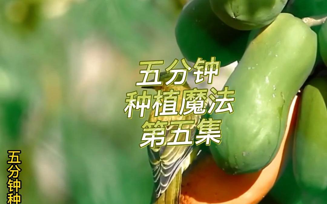 五分钟种植木瓜哔哩哔哩bilibili