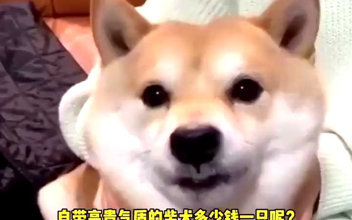 柴犬多少钱一只,盘点日本柴犬价格#柴犬多少钱一只#柴犬价格#日本柴犬 #柴犬幼犬价格哔哩哔哩bilibili