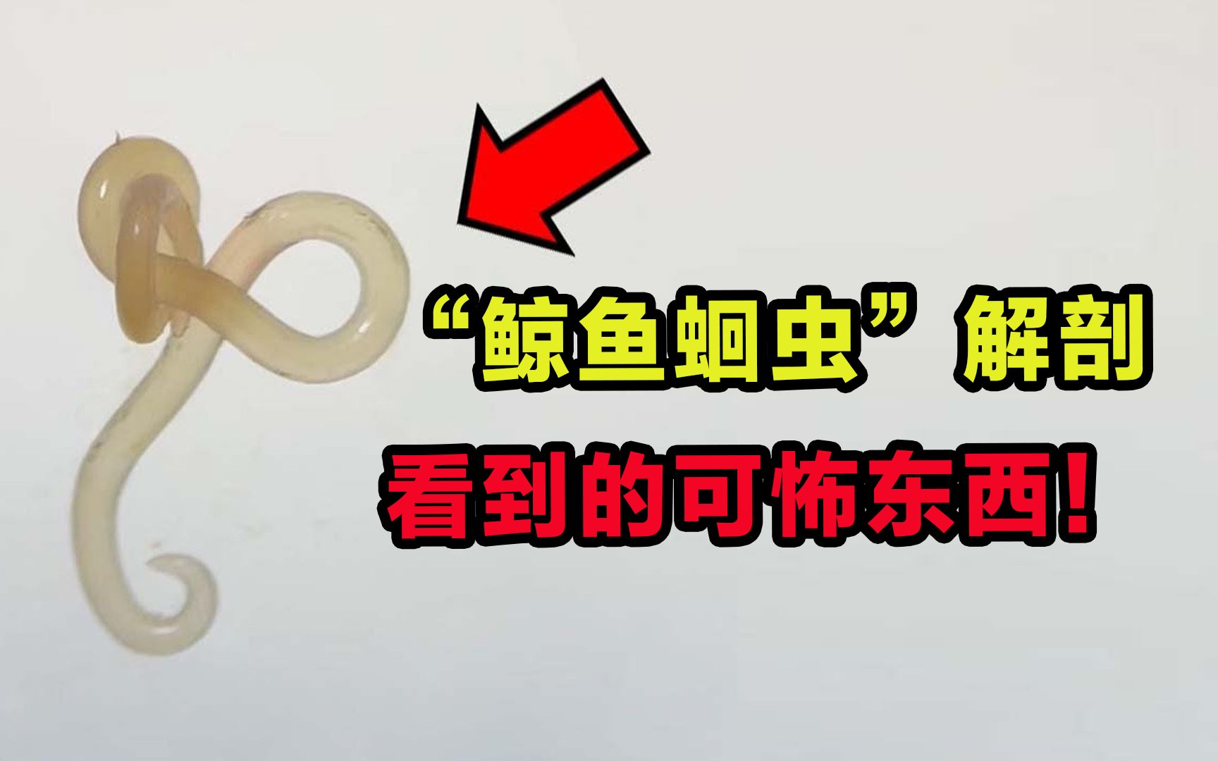 “鲸鱼蛔虫”解剖,会看到哪些可怖的东西?胆小慎重观看!哔哩哔哩bilibili