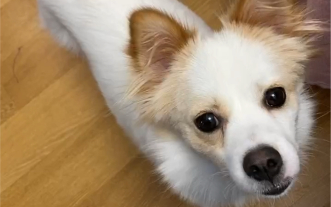 我家的塞班狗子