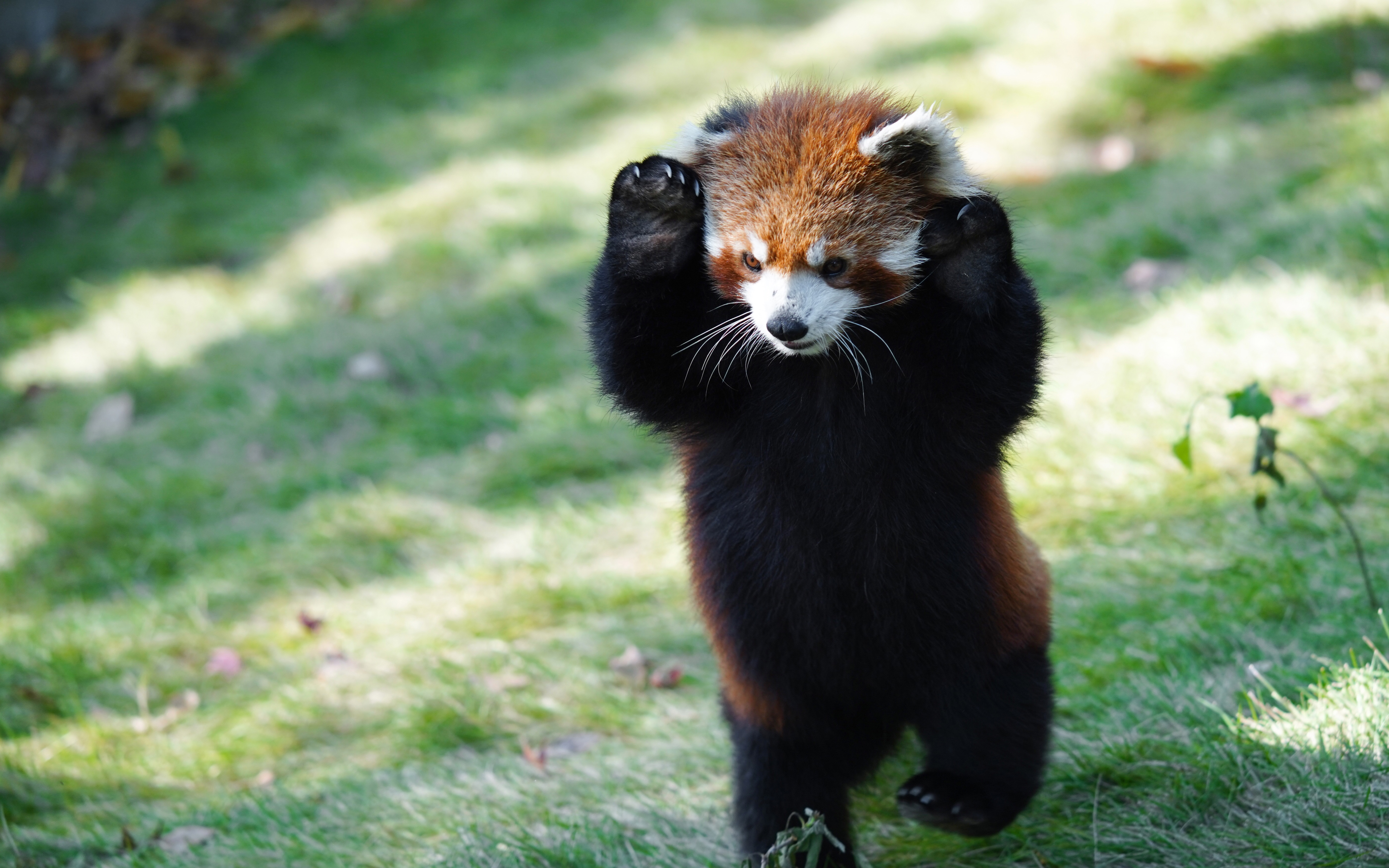 【小熊猫】又是被耳仔反复扑倒的一天