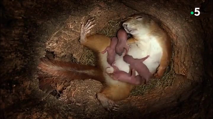 记录一只松鼠从生孩子到宝宝长大的过程