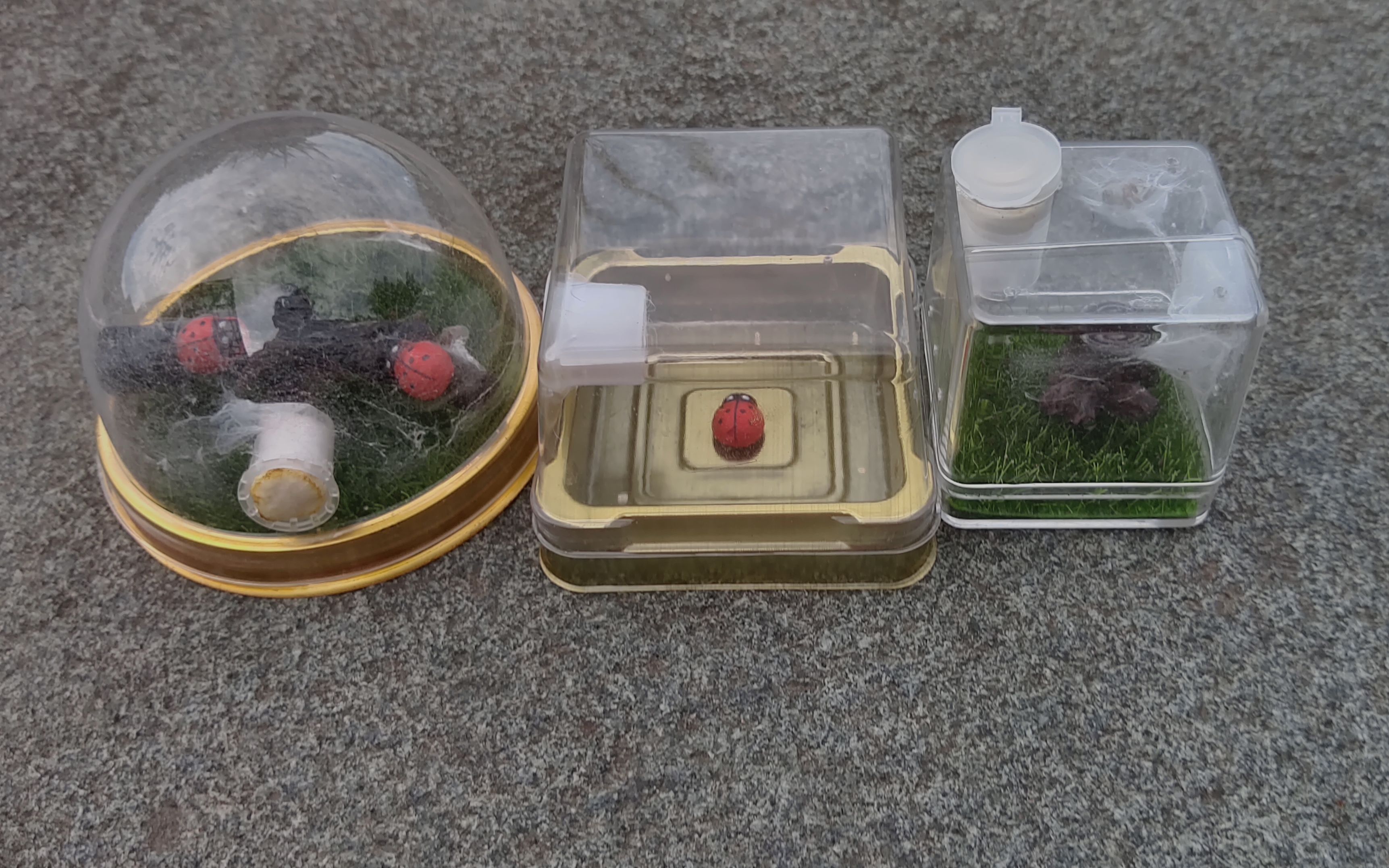 养了2个月的宠物跳蛛放生,去找寻你的世界吧!