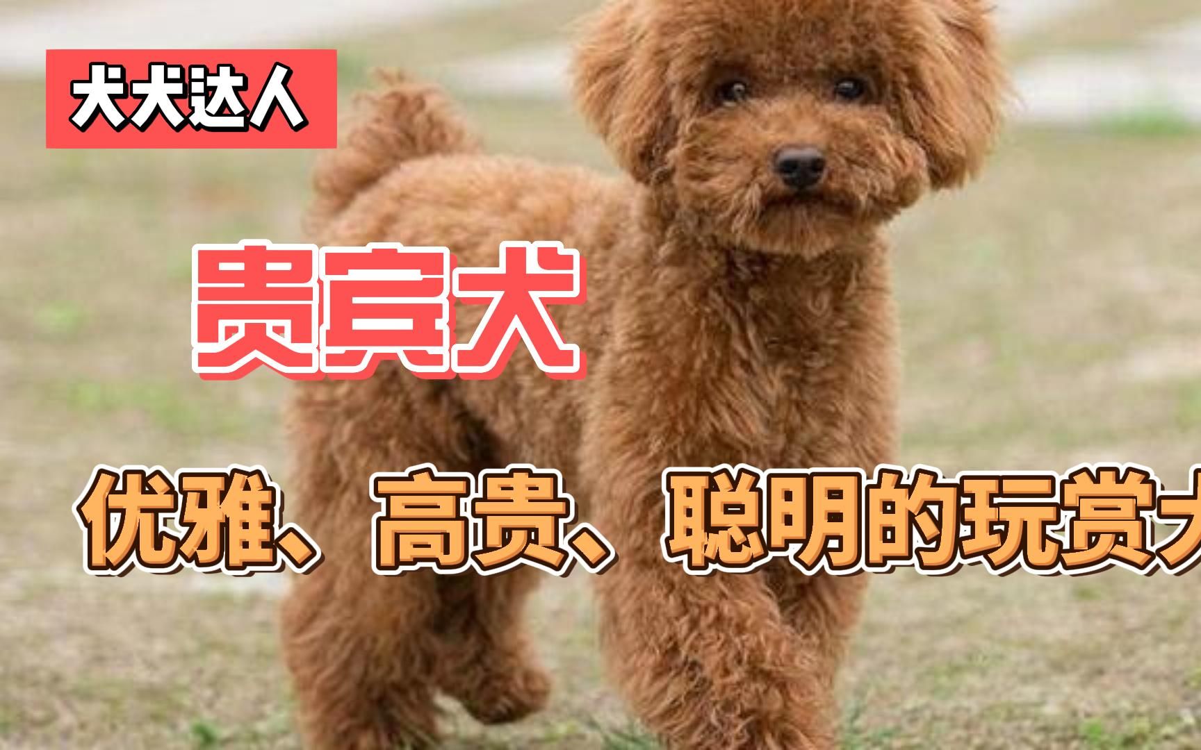 【犬犬达人】这十大最受欢迎的犬种详细介绍!贵宾犬(Poodle)哔哩哔哩bilibili