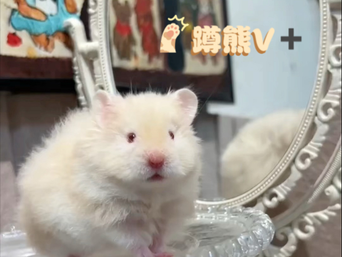 我的肉桂重点色金丝熊
