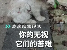 流浪动物现状：你的无视，它们的苦难