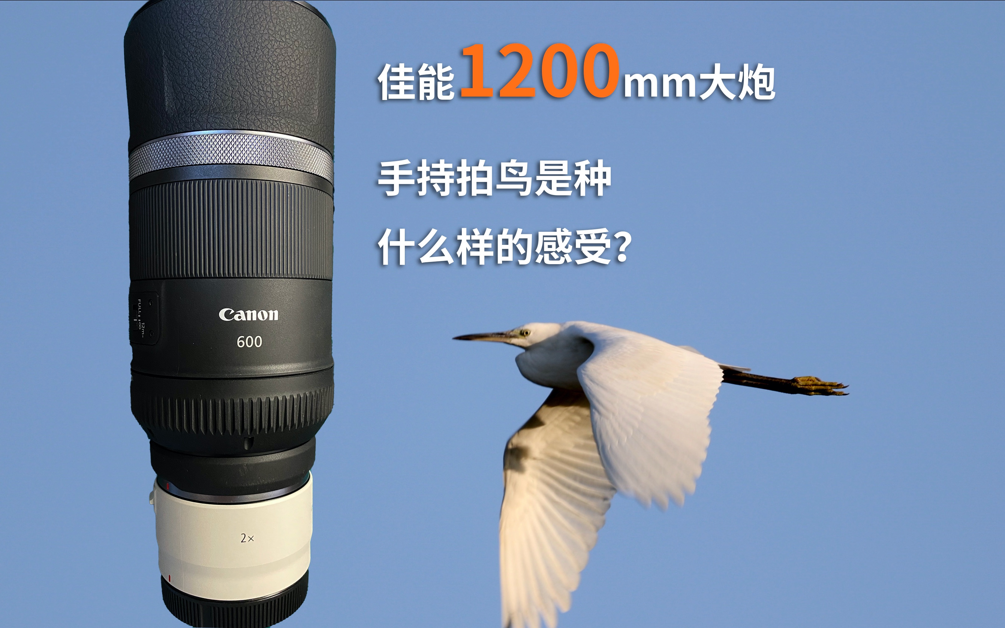 活动作品佳能1200mm大炮手持拍鸟是种什么样的感受