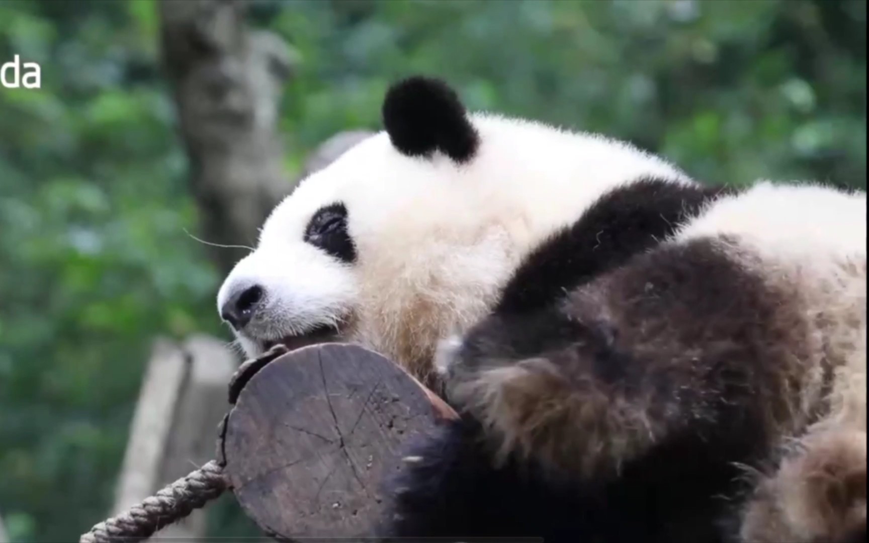 【花花】花花睡觉好安逸哦