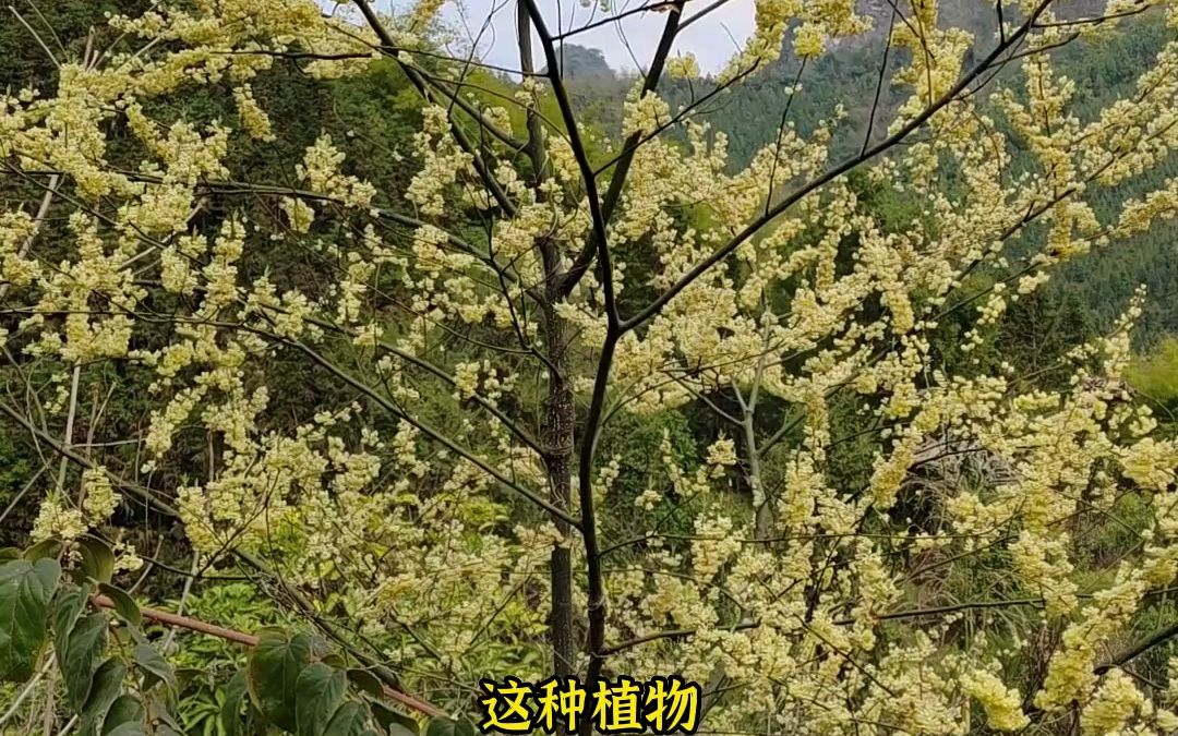 [图]春天万物复苏，大瑶山上最好看的花是它！