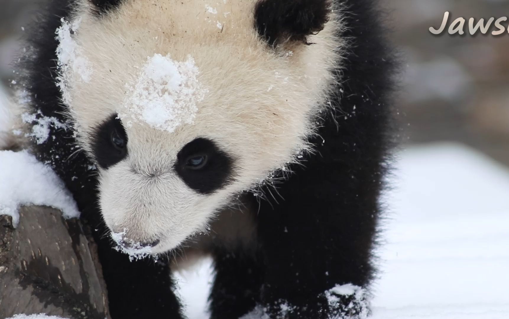 壁纸 大熊猫 动物 1722_1080