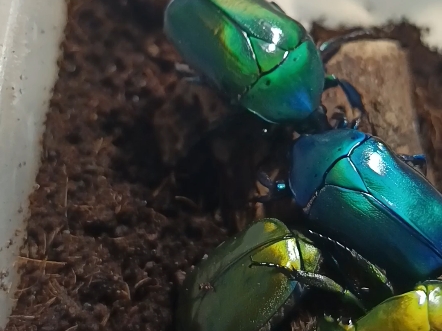 日伪阔花金龟互相肘击