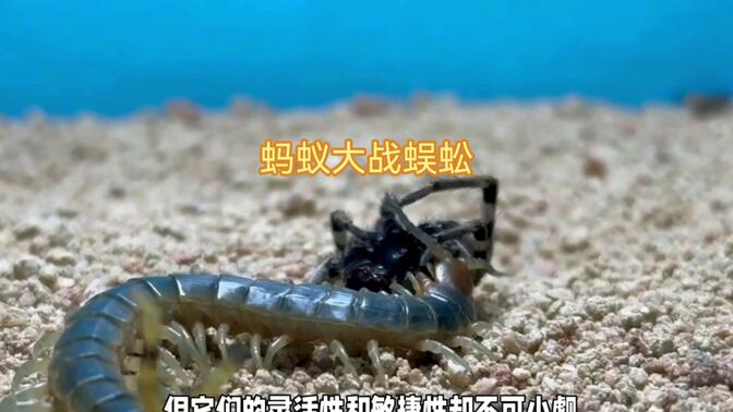 蚂蚁大战蜈蚣,谁的胜算更大
