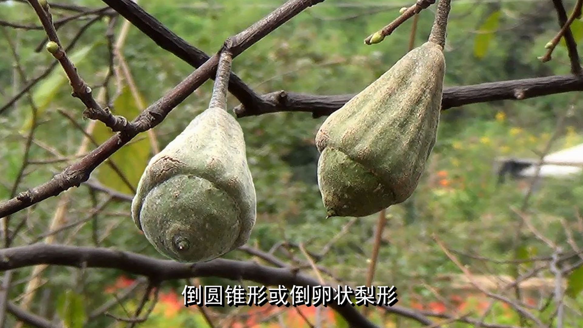 陀螺果_哔哩哔哩 (゜-゜)つロ 干杯~-bilibili