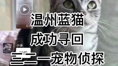 温州蓝猫丢了,三二一宠物侦探帮助找回#上海找猫团队#上海找猫公司#上海寻宠公司#杭州找猫公司哔哩哔哩bilibili