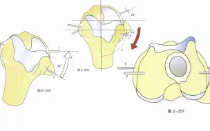 【骨关节功能解剖学】膝关节的自动旋转