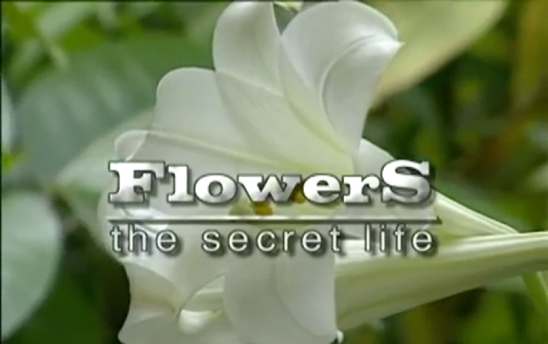 【植物】The life cycle of flowering/angiosperm plants 被子植物的生活周期哔哩哔哩bilibili