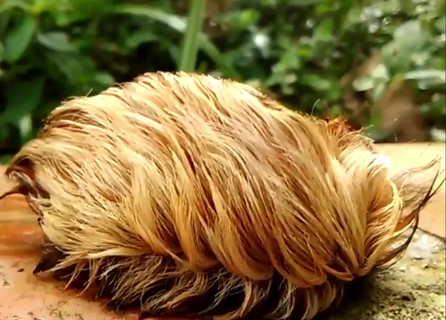 毛辣子看似"长发飘飘",实则根根毒毛,为何卖到200元仍受追捧?