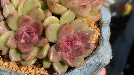 这颗紫薇多肉很是得我心