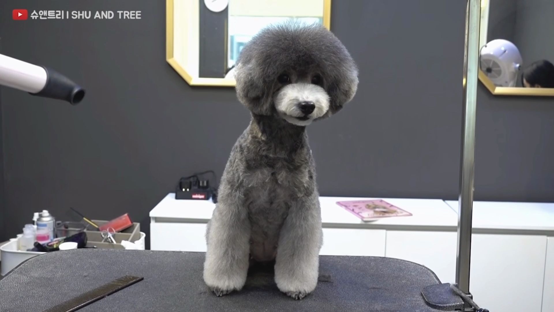 【贵宾】蘑菇头美容改造_哔哩哔哩 (゜-゜)つロ 干杯~-bilibili