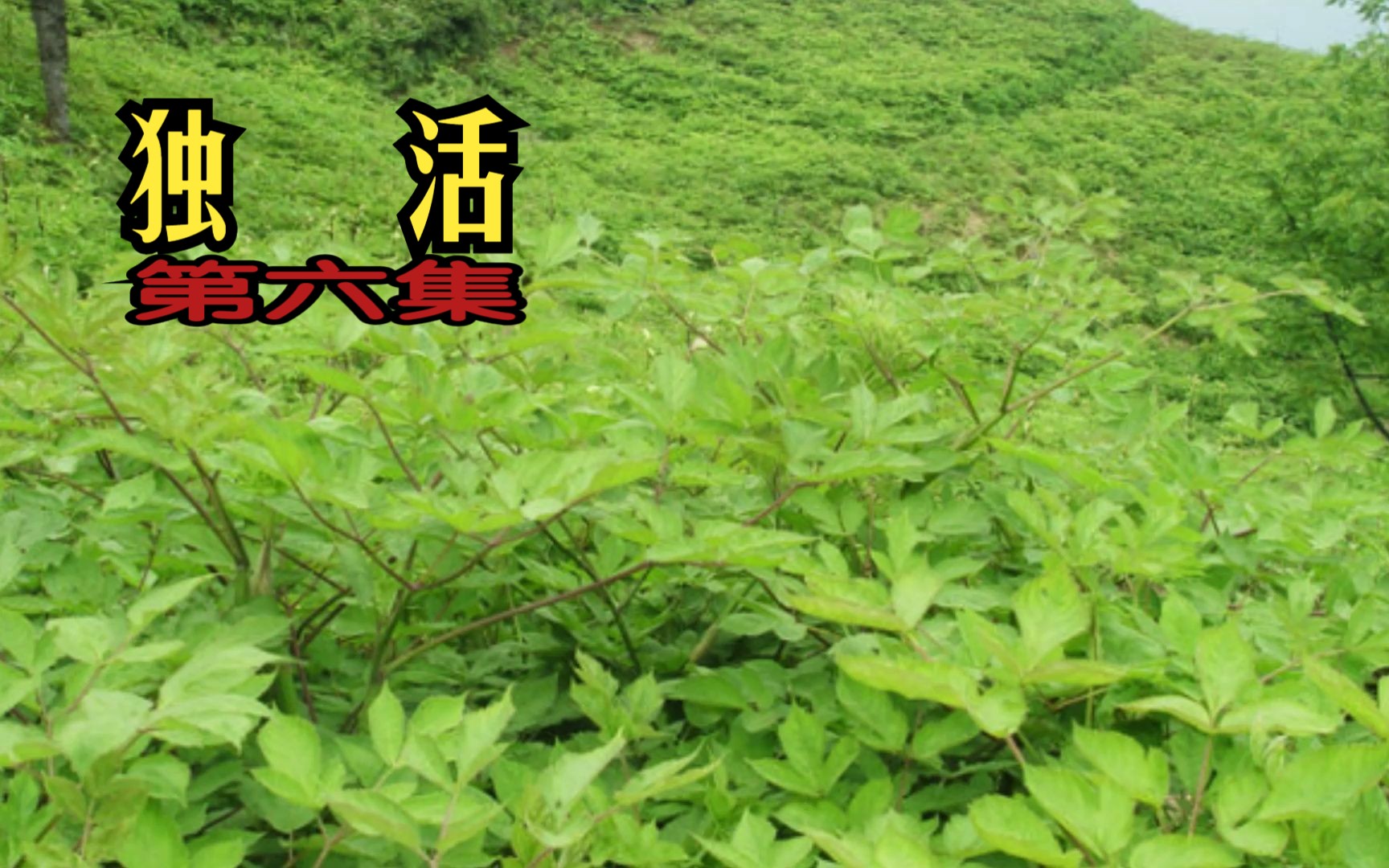 [图]药用植物之第6集 独活