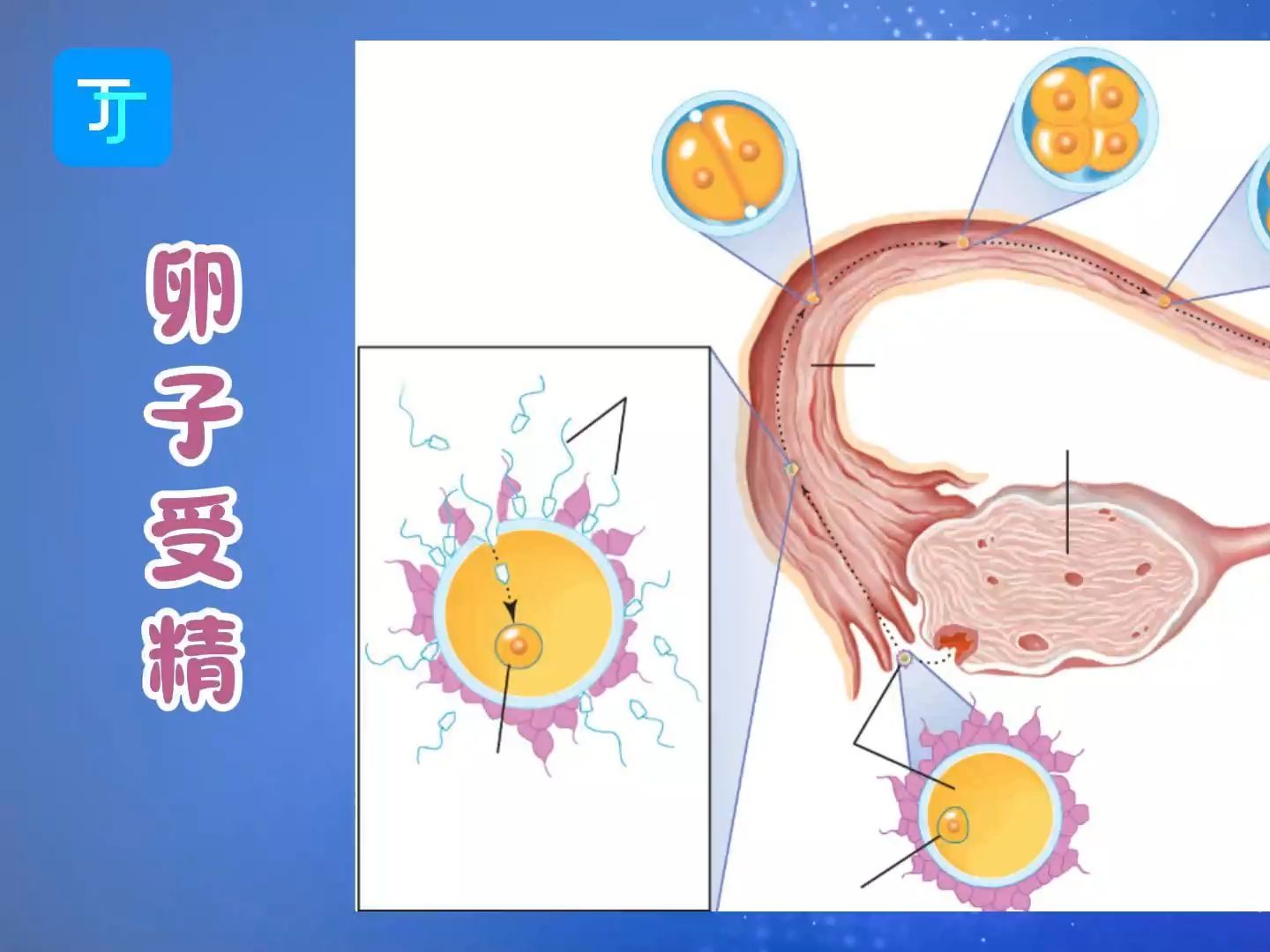 一张图,带你认识“卵子的受精”哔哩哔哩bilibili