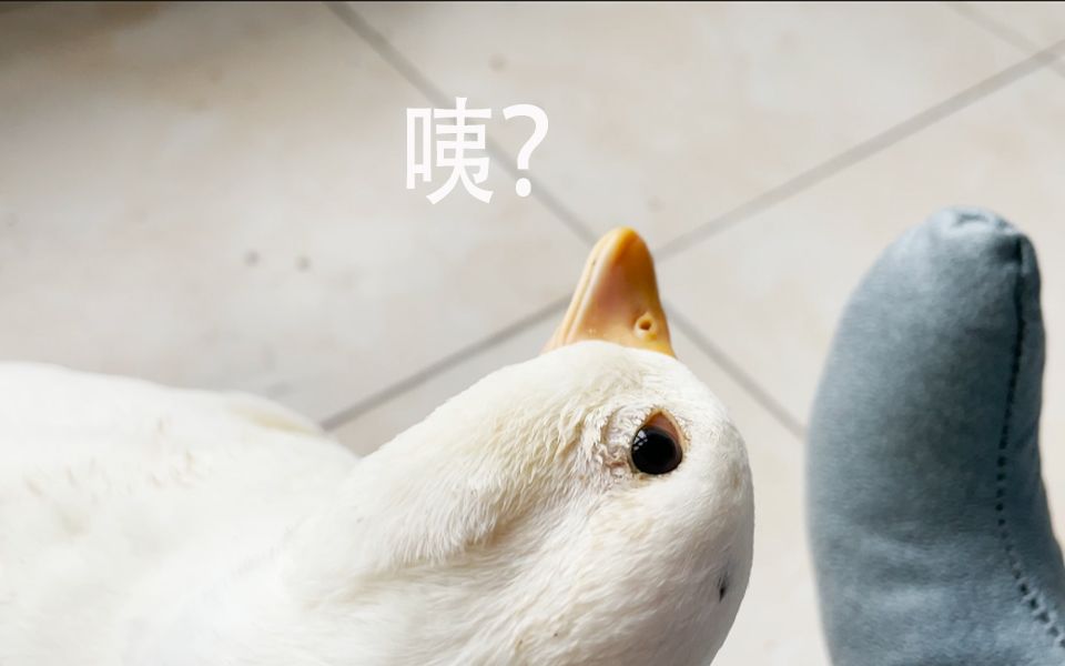 赶鸭人,给你一个歪头杀_哔哩哔哩_bilibili