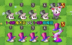 Descargar video: 1-5阶魔术菇VS1-5阶疯帽菇！2个拥有法术的蘑菇，谁更好用？