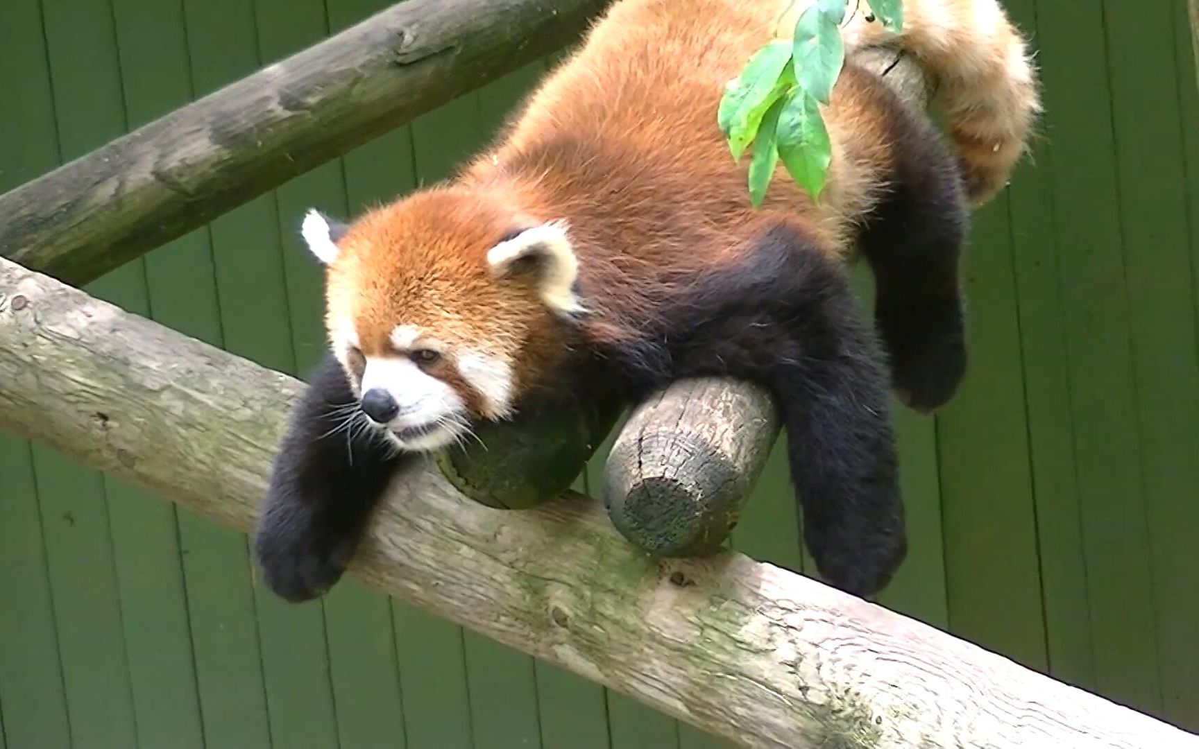 小熊猫趴着观察游客!