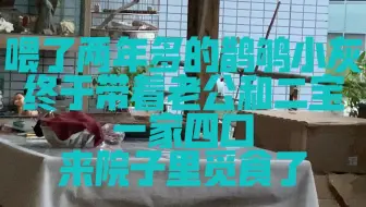 【动物观察-鸟类】喂了两年多的鹊鸲小灰终于带着老公和两个BB路脸了