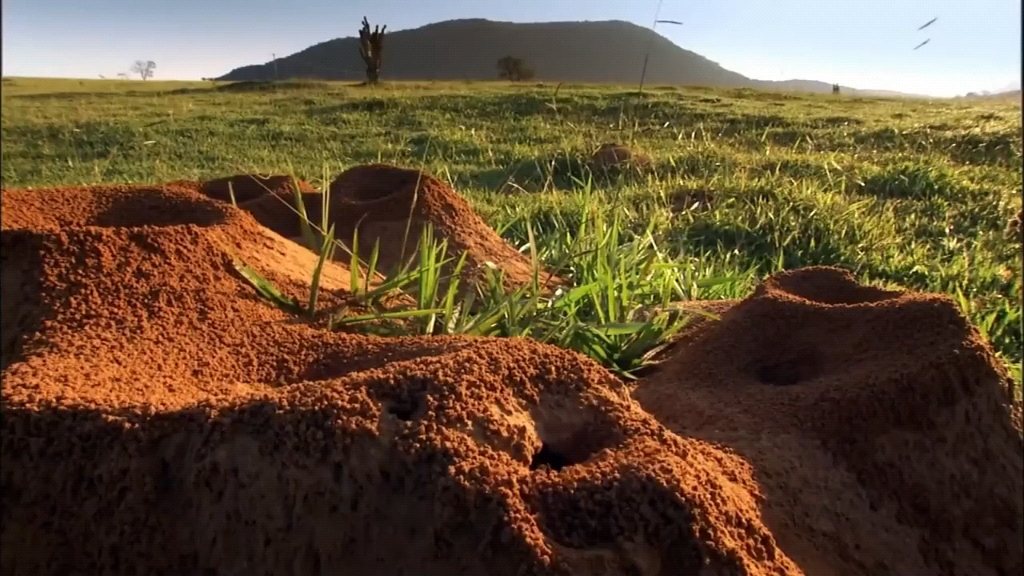往蚂蚁窝灌水泥 "蚂蚁 "神奇的动物