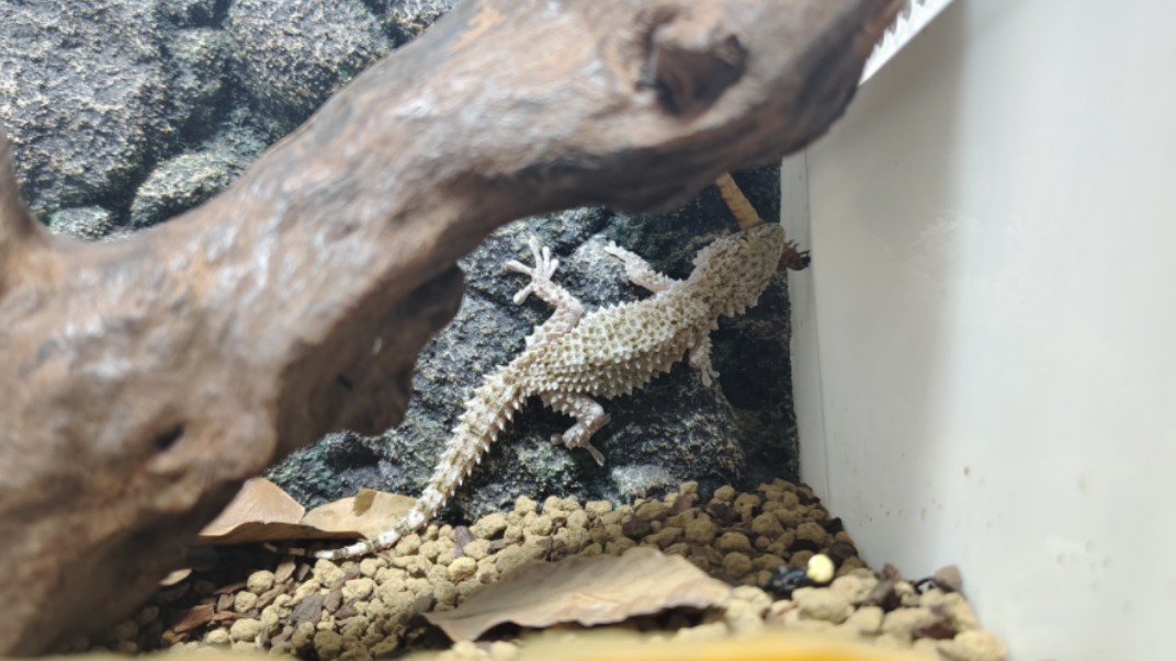 鳄鱼守宫吃饭