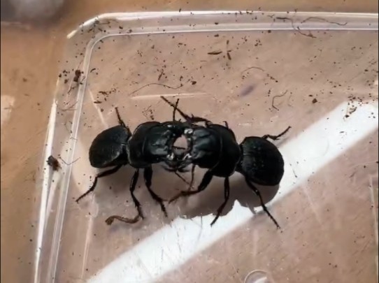 恐龙蝼步甲斗嘴